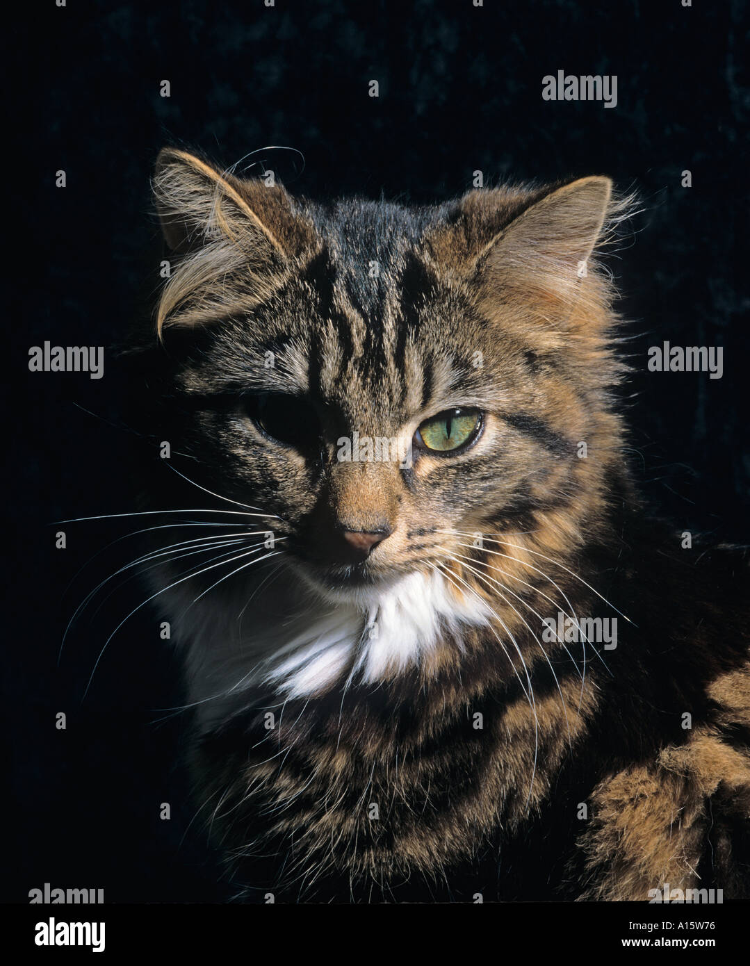 Chat tigré Portrait Adultes Banque D'Images