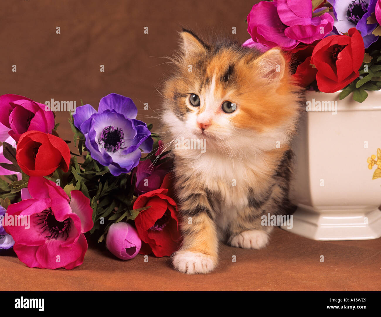 Tortoishell chaton caché dans les fleurs Banque D'Images