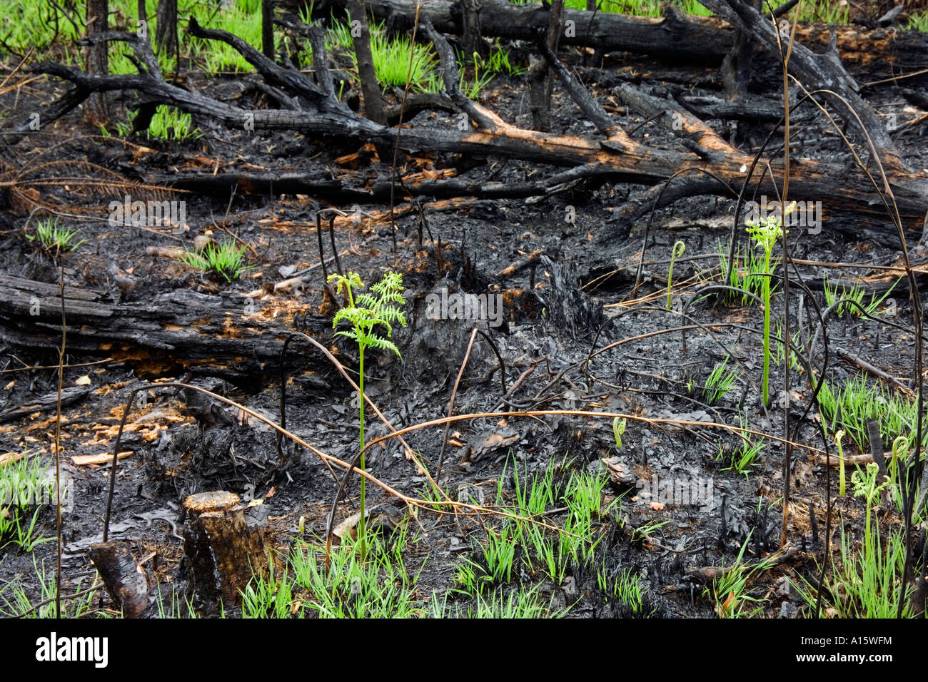 2006 Incendie landes commune Thursley National Nature Reserve, Surrey en Angleterre. La nouvelle croissance de l'herbe et les fougères Banque D'Images