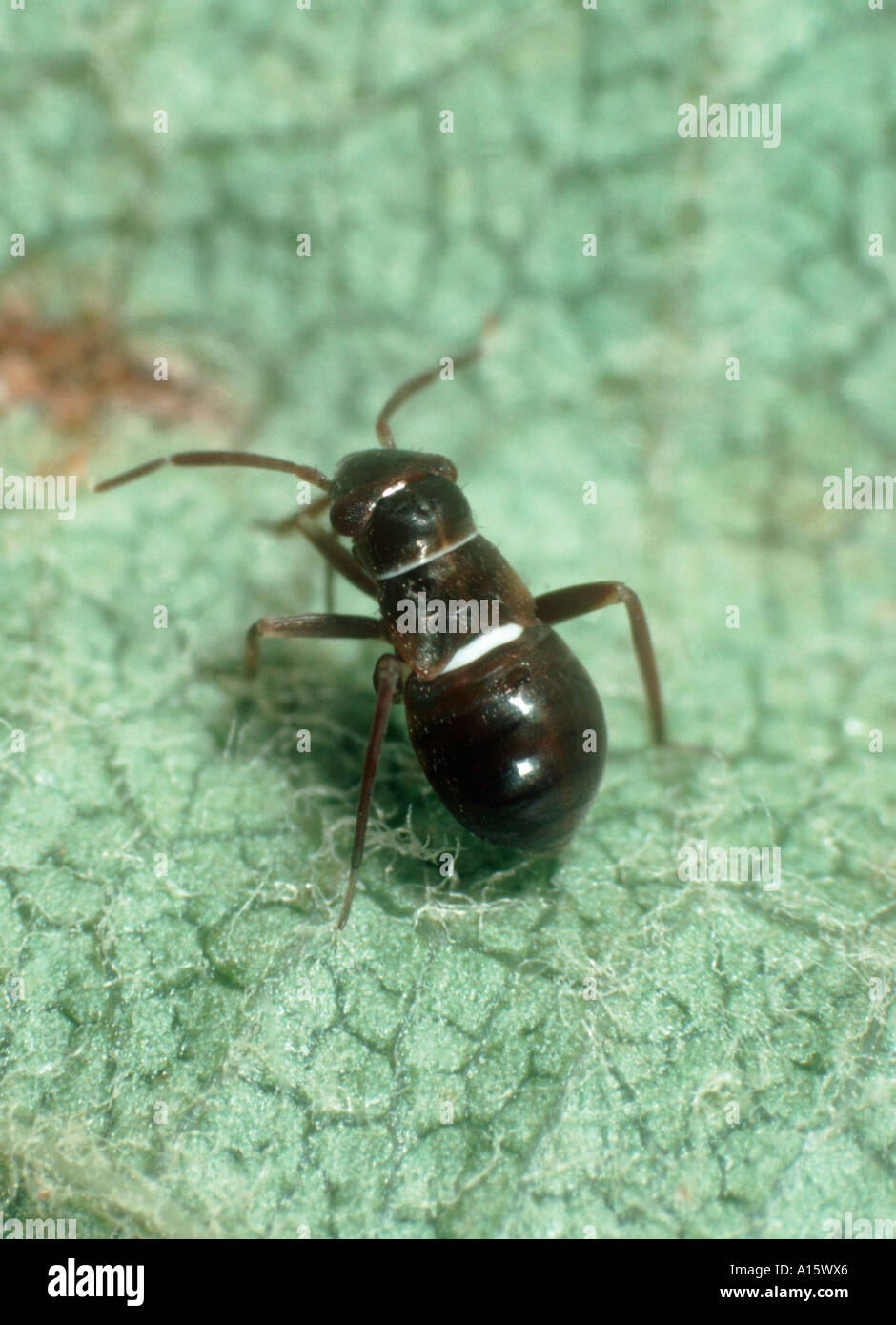 Peplexus capside Pilophorus prédateur des pucerons et les fourmis imitent Banque D'Images