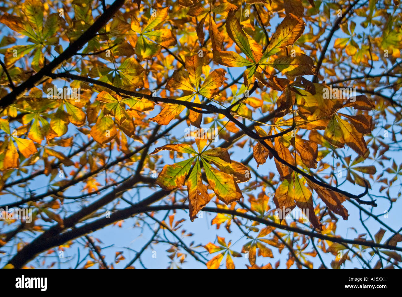 Close up horizontale d'un Marronnier Aesculus hippocastanum 'arbre' avec ses feuilles brunir dans le soleil d'automne Banque D'Images