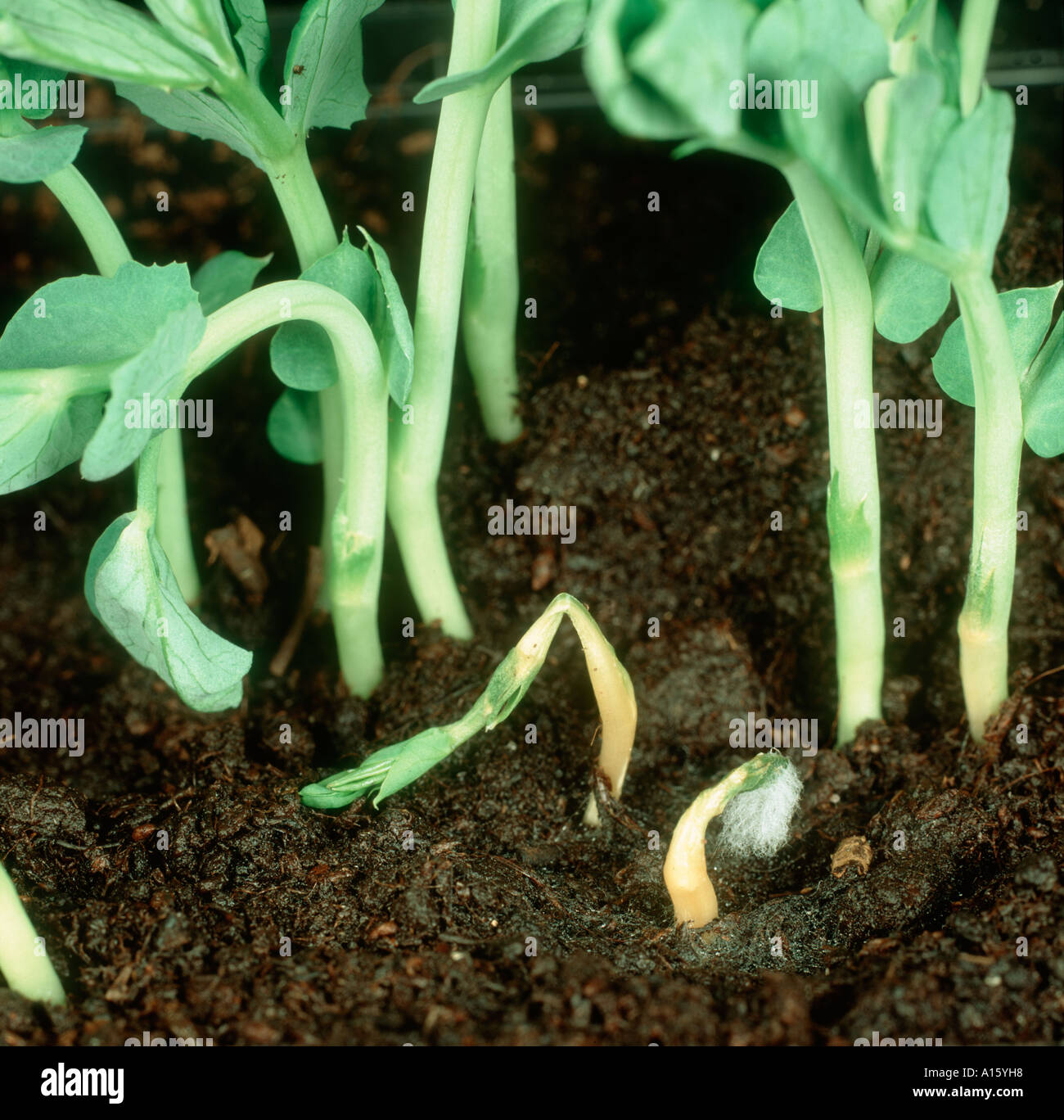 La fonte des semis Pythium sp ou Rhizoctonia sp des plantules de pois Banque D'Images