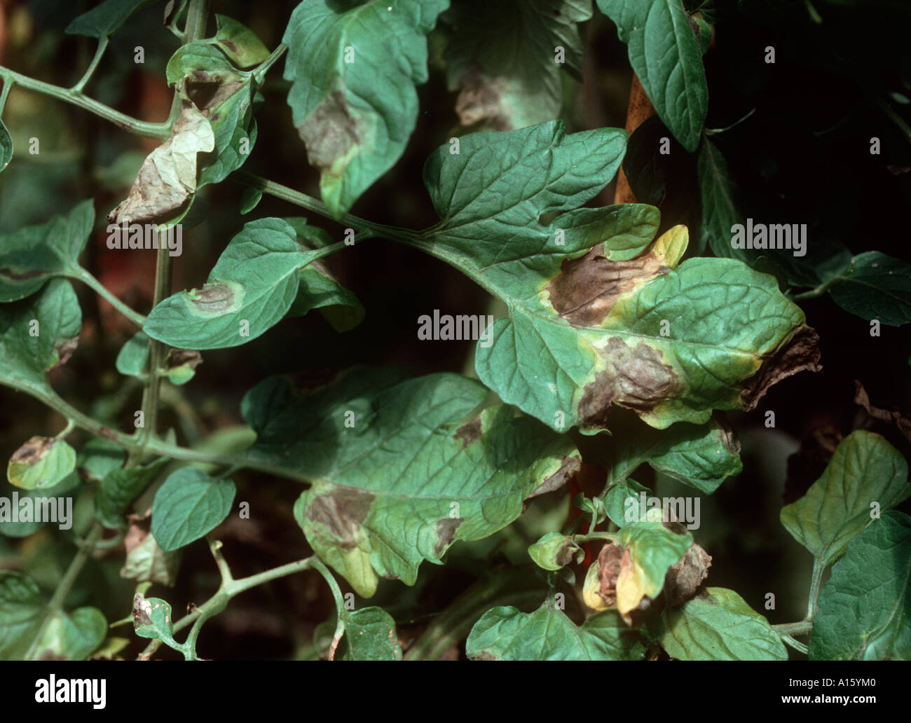 La tomate mildiou Phytophthora infestans sur feuilles de tomate Banque D'Images