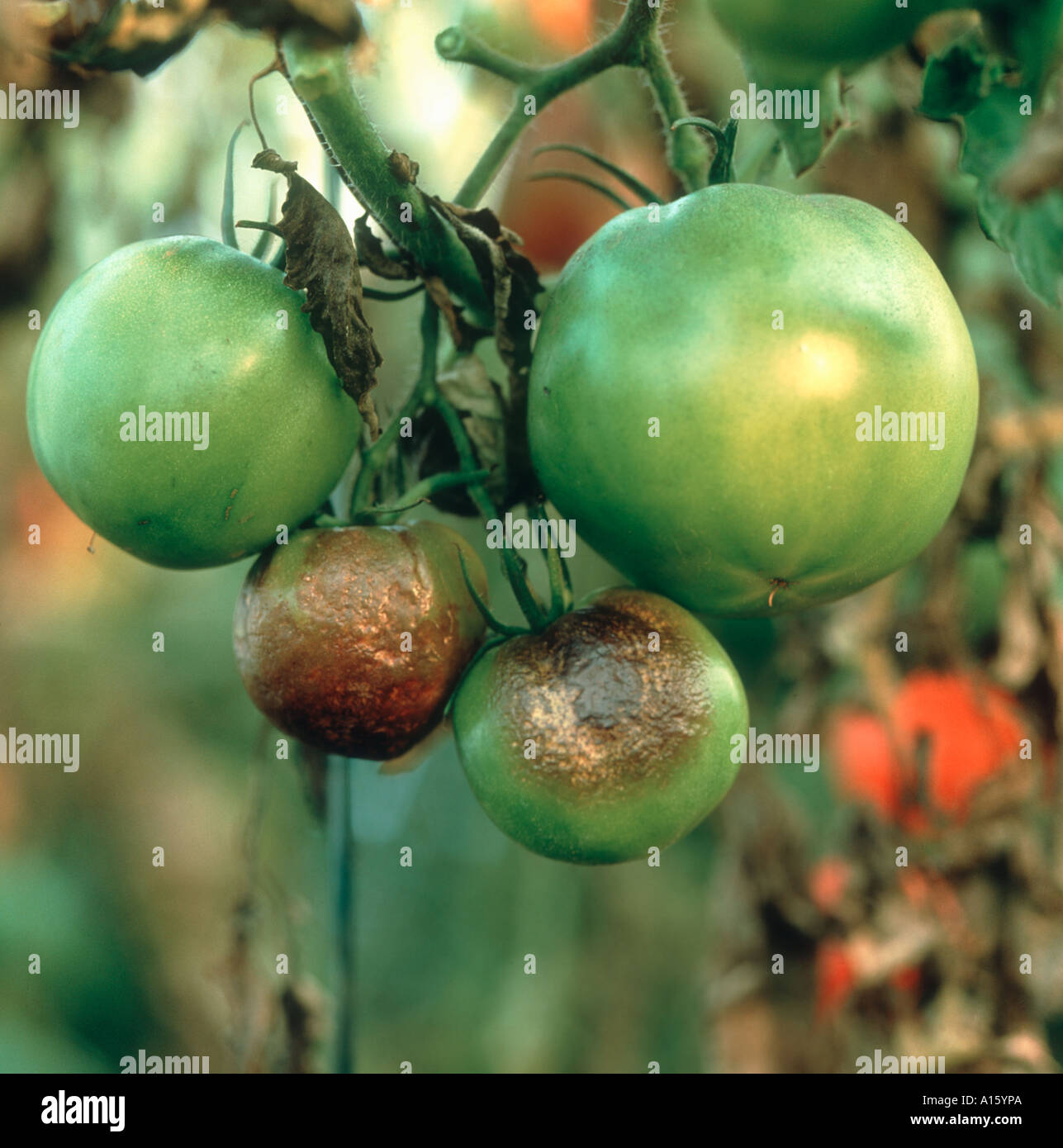 Phytophthora infestans mildiou de la tomate sur le fruit de l'infection sous verre Banque D'Images