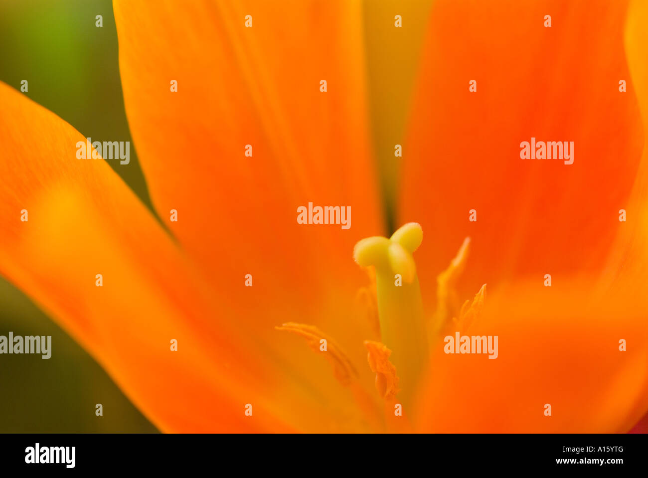 Orange Tulip Tulipa close up Banque D'Images