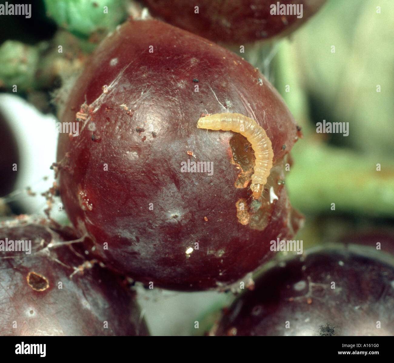 La tordeuse de la vigne européenne Lobesia botrana caterpillar sur raisin endommagé Banque D'Images