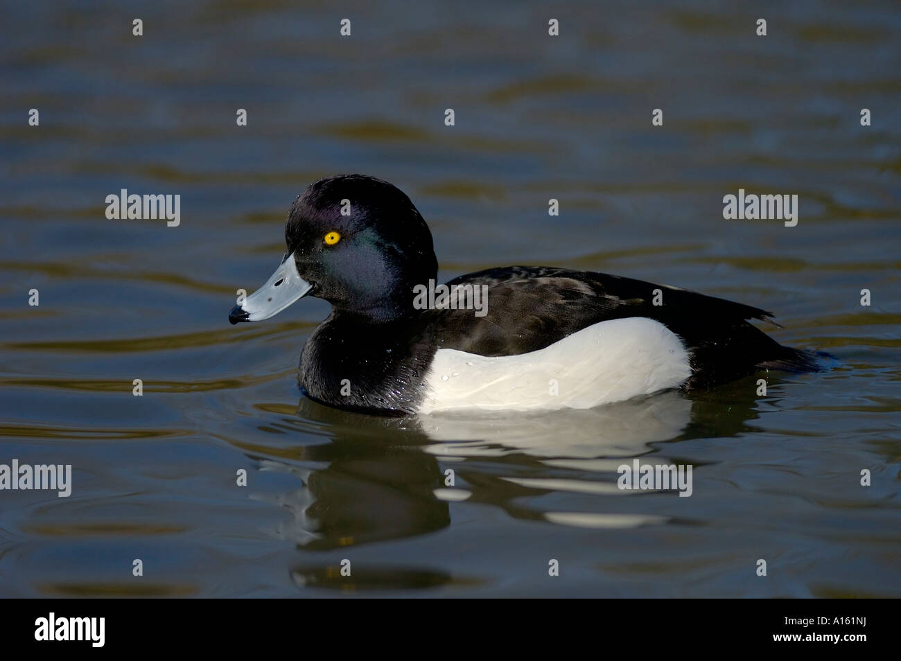 Fuligule morillon Aythya fuligula homme Banque D'Images