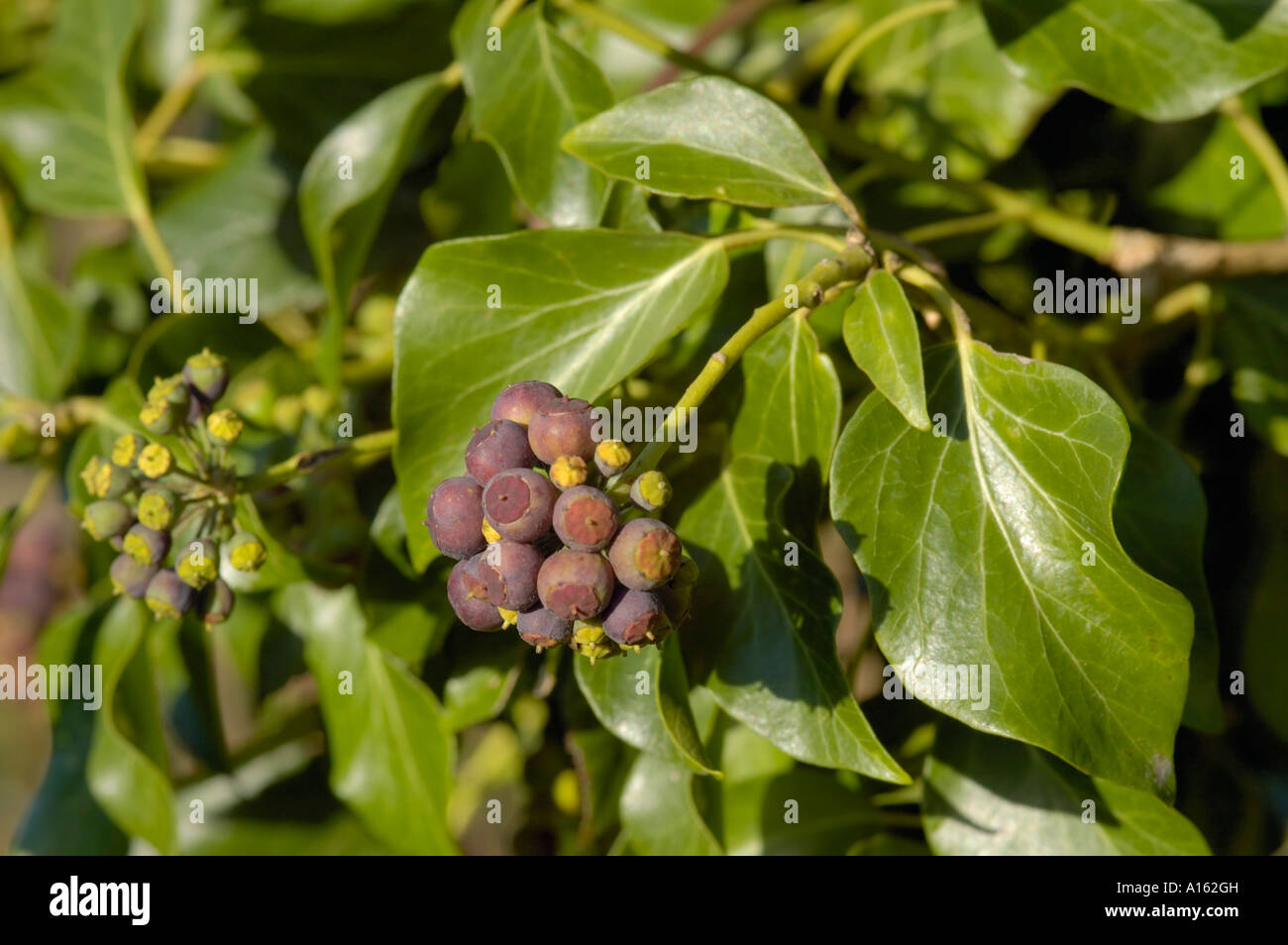 Fruits de lierre Hedera helix Banque D'Images