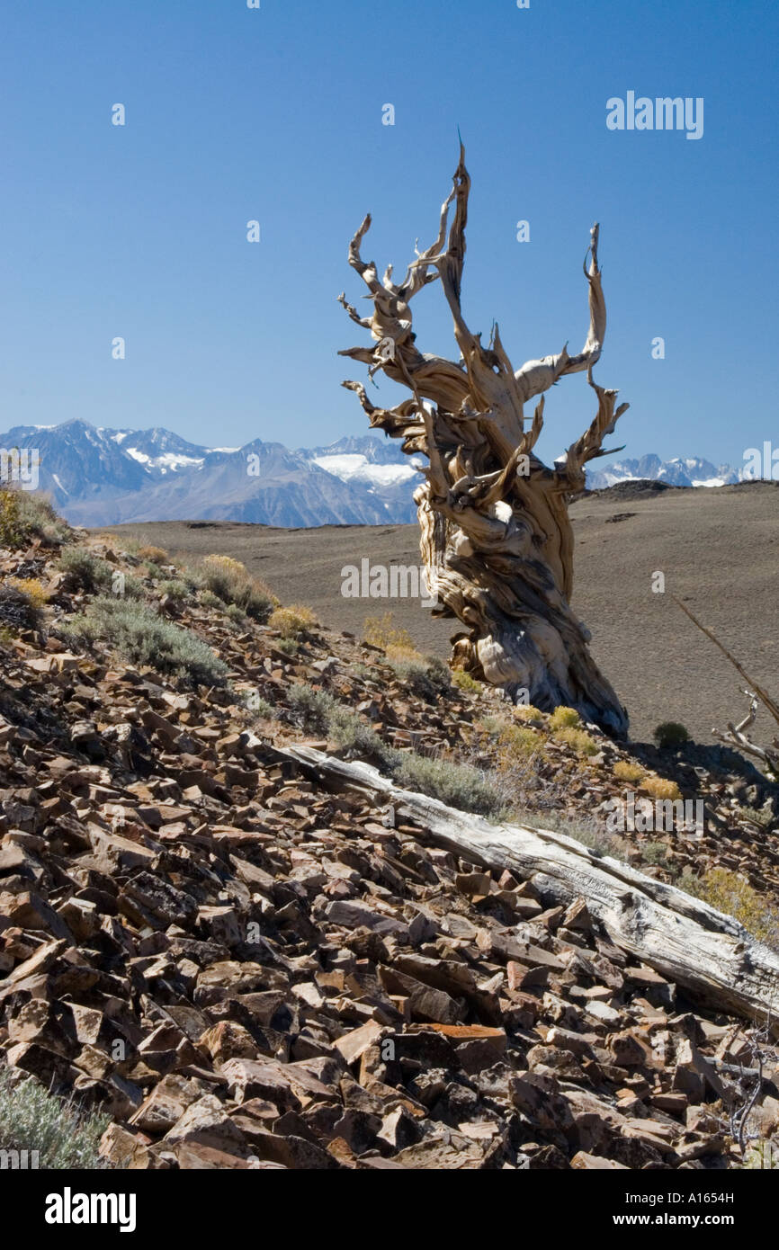 Image numérique de Bristlecone Pine dans le bosquet Schulman de l'ancienne forêt de pins bristlecone Banque D'Images