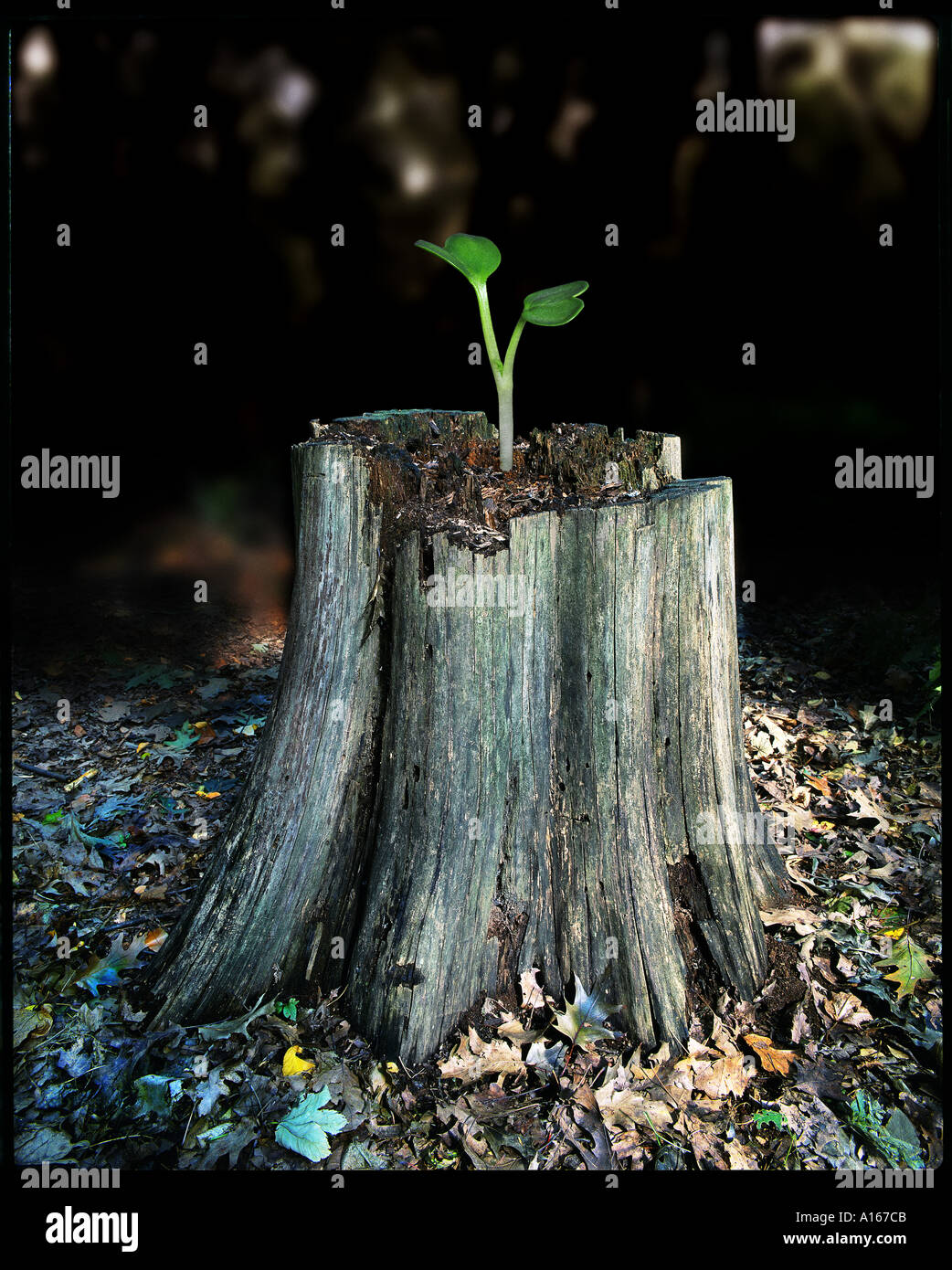 De plus en plus petite sprout sur old dead tree stump-représentant les travailleurs âgés par rapport aux nouvelles Banque D'Images