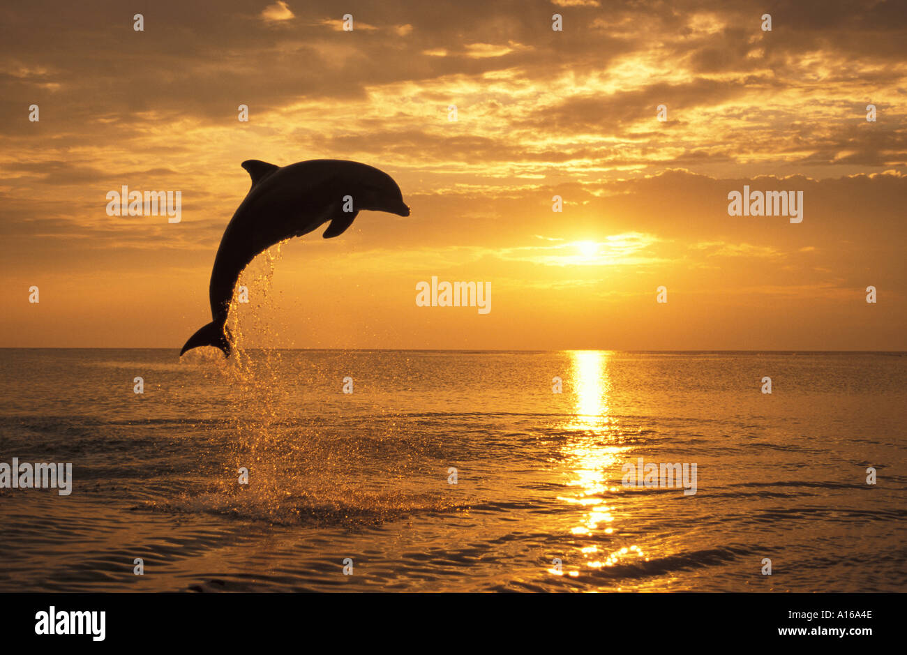Mon694. Grand dauphin Tursiops truncatus Caraïbes. Photo Copyright Brandon Cole Banque D'Images