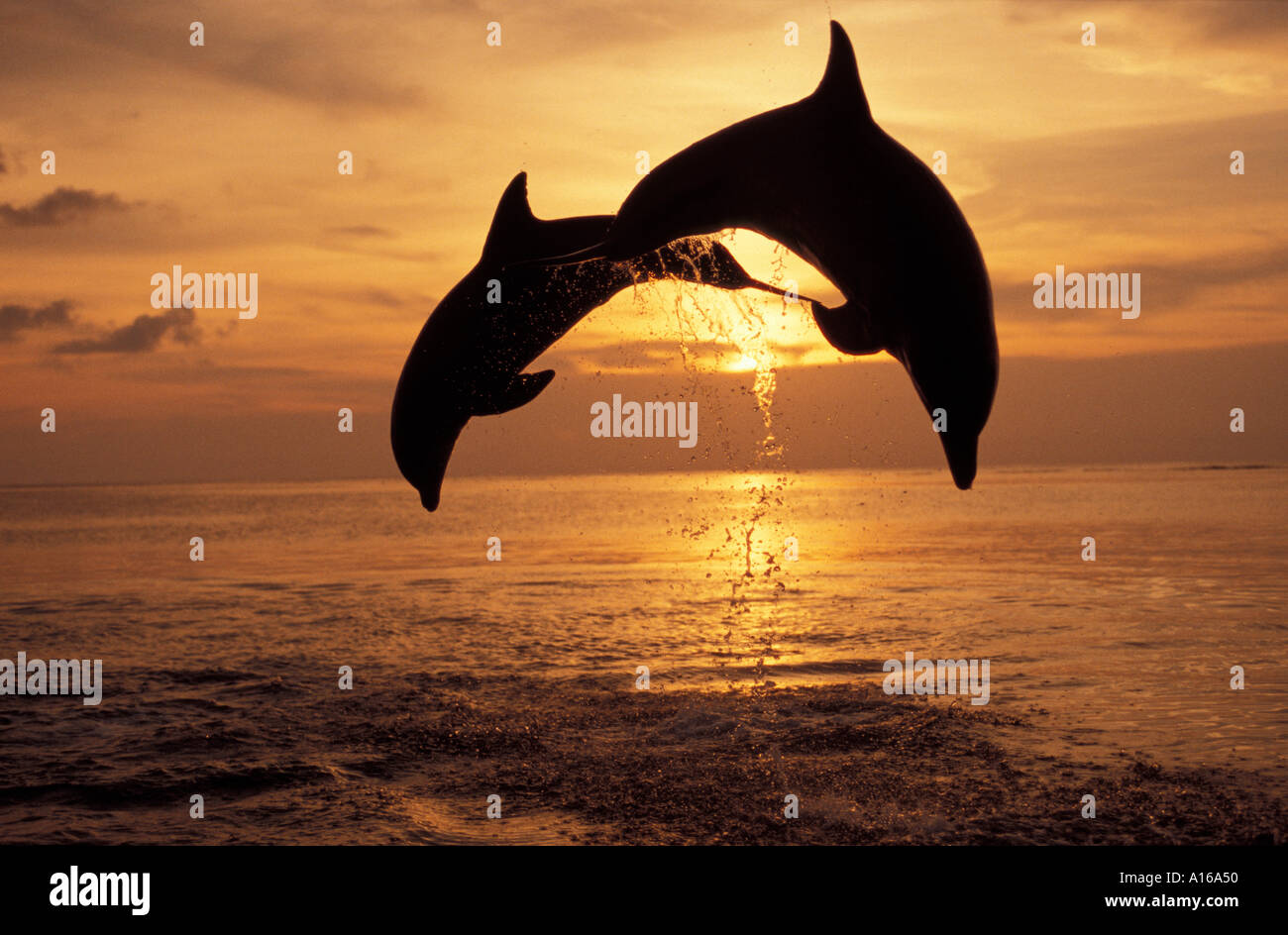 Mon787. Les grands dauphins Tursiops truncatus Caraïbes. Photo Copyright Brandon Cole Banque D'Images
