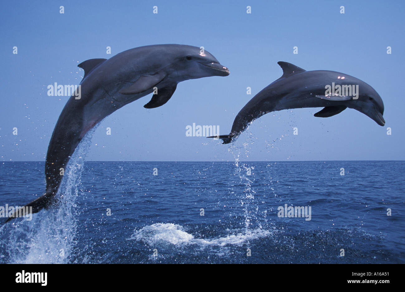 Mon819. Les grands dauphins Tursiops truncatus Caraïbes. Photo Copyright Brandon Cole Banque D'Images