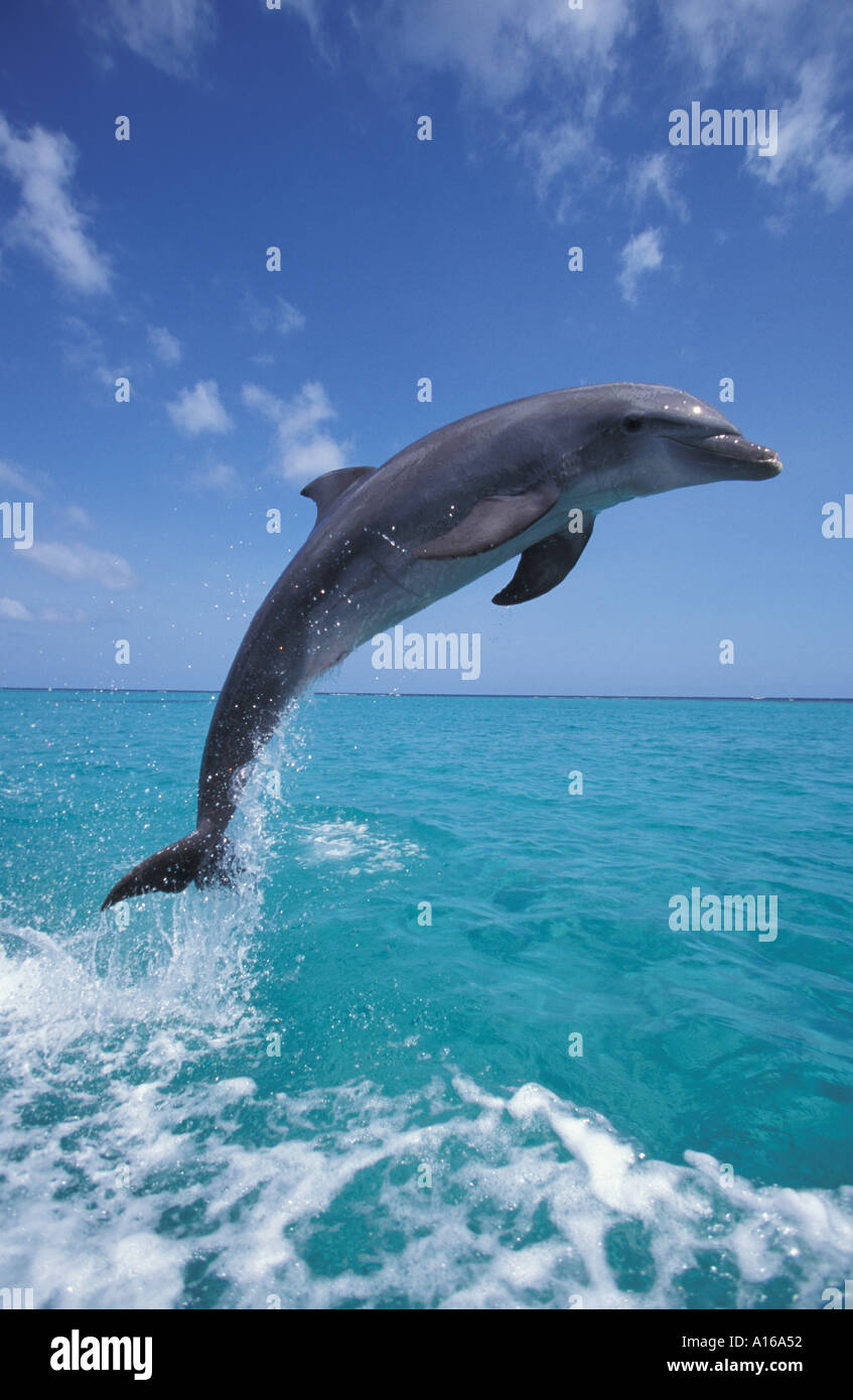 Mon841. Grand dauphin, Tursiops truncatus, des Caraïbes. Photo Copyright Brandon Cole Banque D'Images