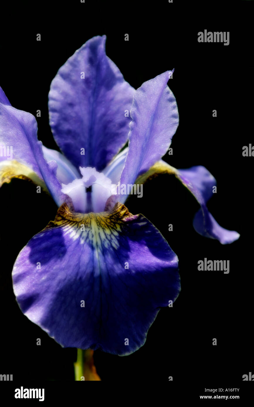 Iris sibirica Edge Silver Flower Soft focus sur fond noir Banque D'Images