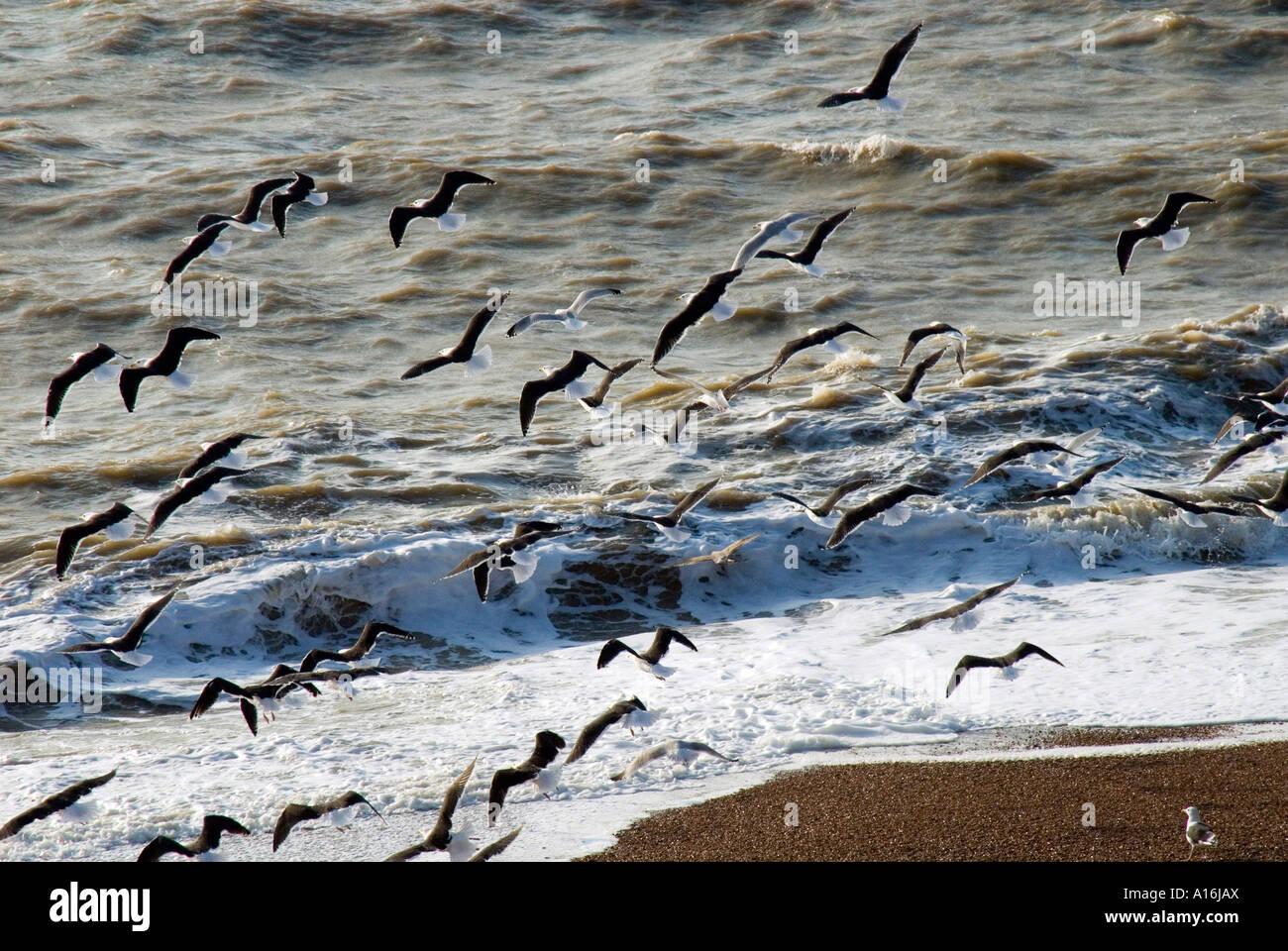 Mouettes Banque D'Images