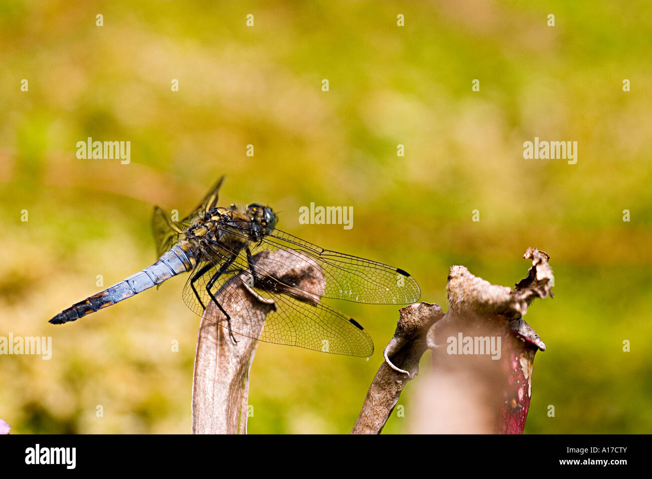 Black-tailed skimmer aux postes d'observation Banque D'Images