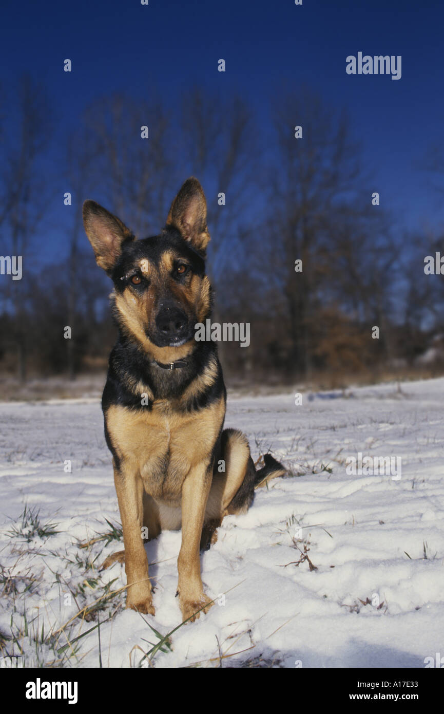 Shepard allemand tête de chien armé avec une remise en question et l'espoir se trouve dans un champ neigeux Midwest USA Banque D'Images