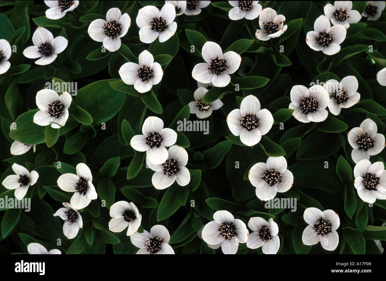 Cornus suecica Banque D'Images