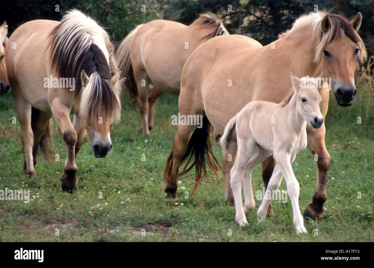 Les chevaux sauvages dans la réserve naturelle en Hollande Banque D'Images