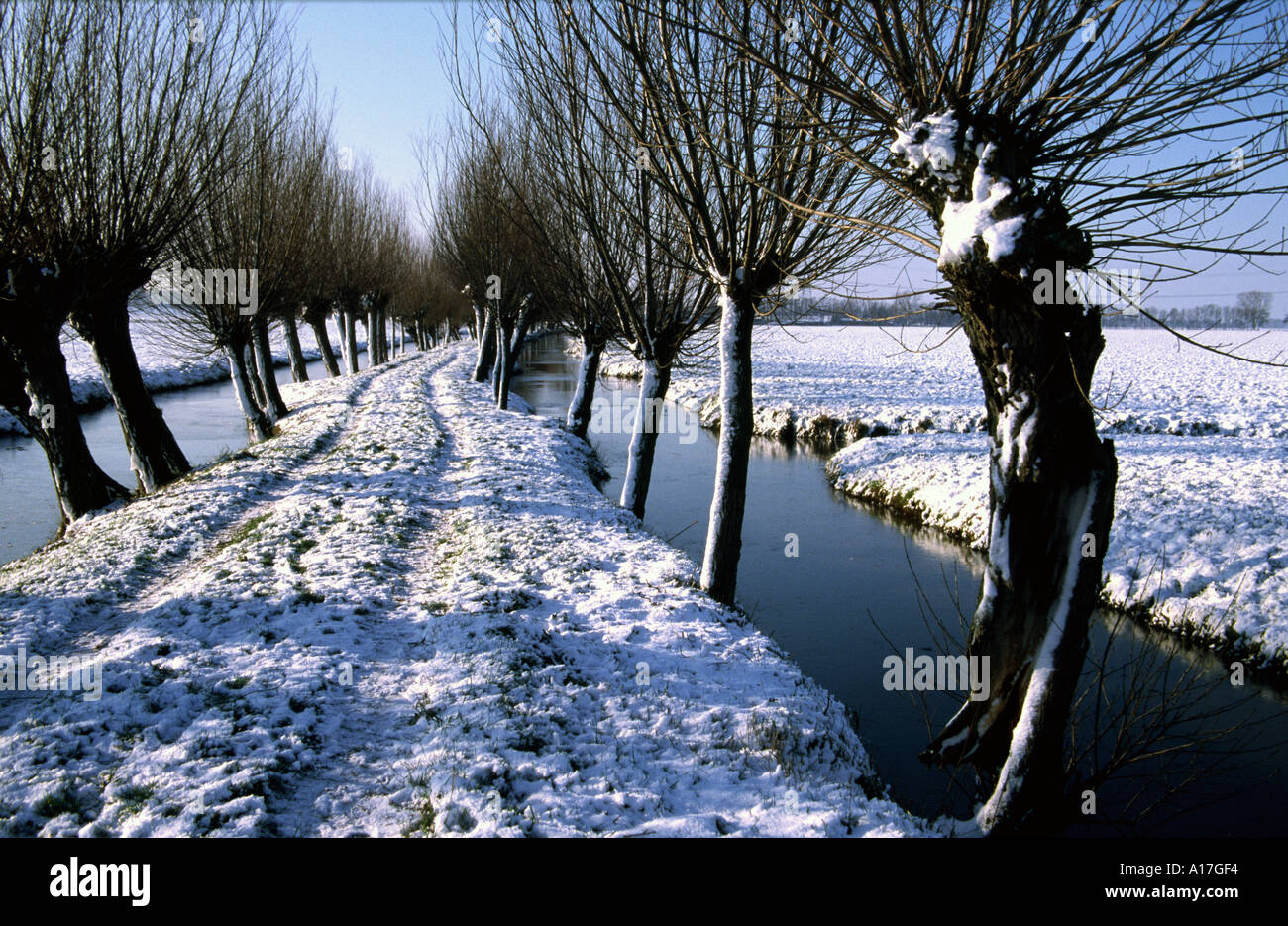 Double rangée de saules têtards le long d'un chemin couvert de neige, Holland Banque D'Images