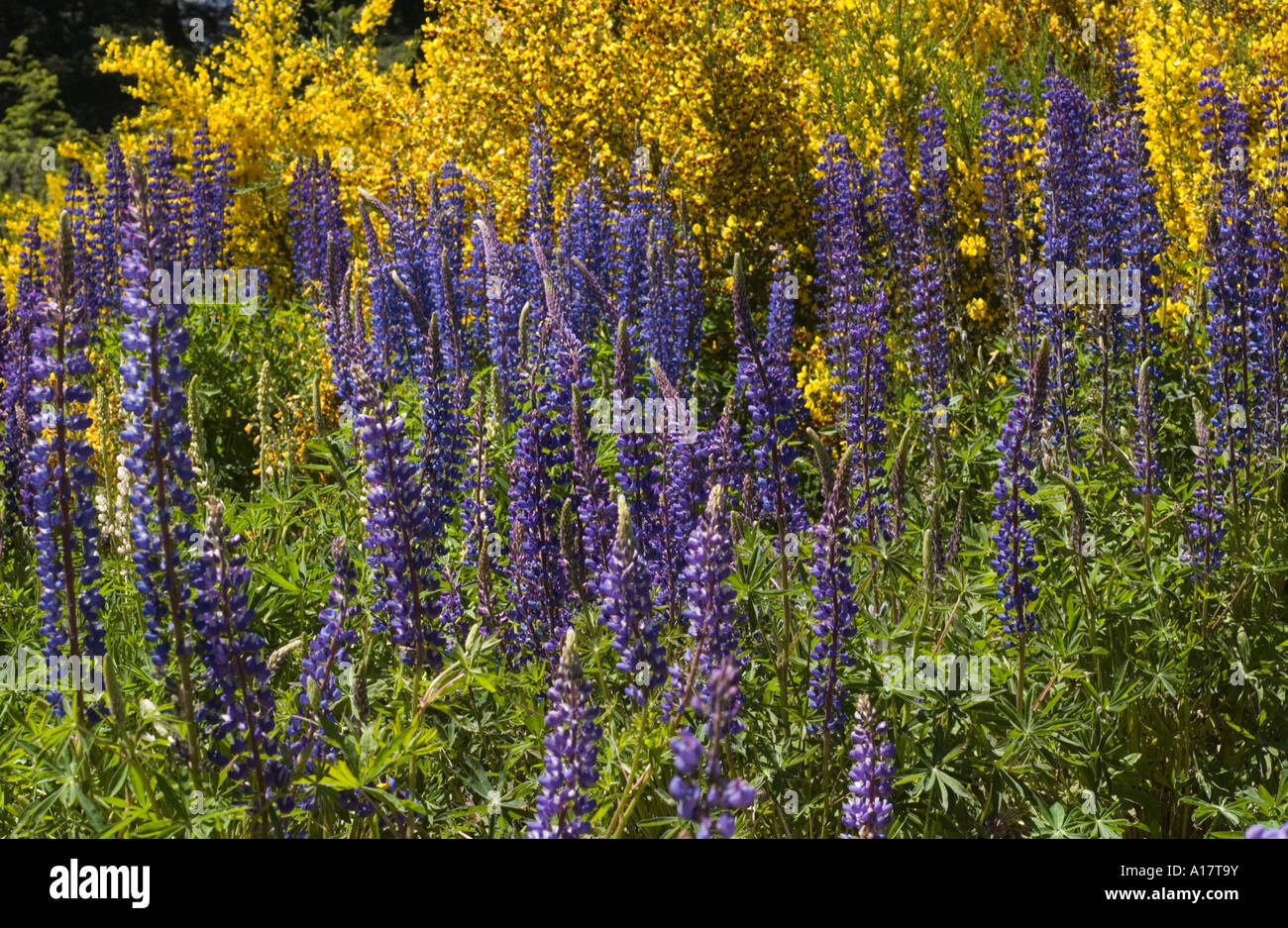 À balais (Cytisus scoparius) et lupin à grandes feuilles (Lupus polyphyllus) floraison, a introduit des espèces envahissantes, Lanin N.P., Argentine Banque D'Images