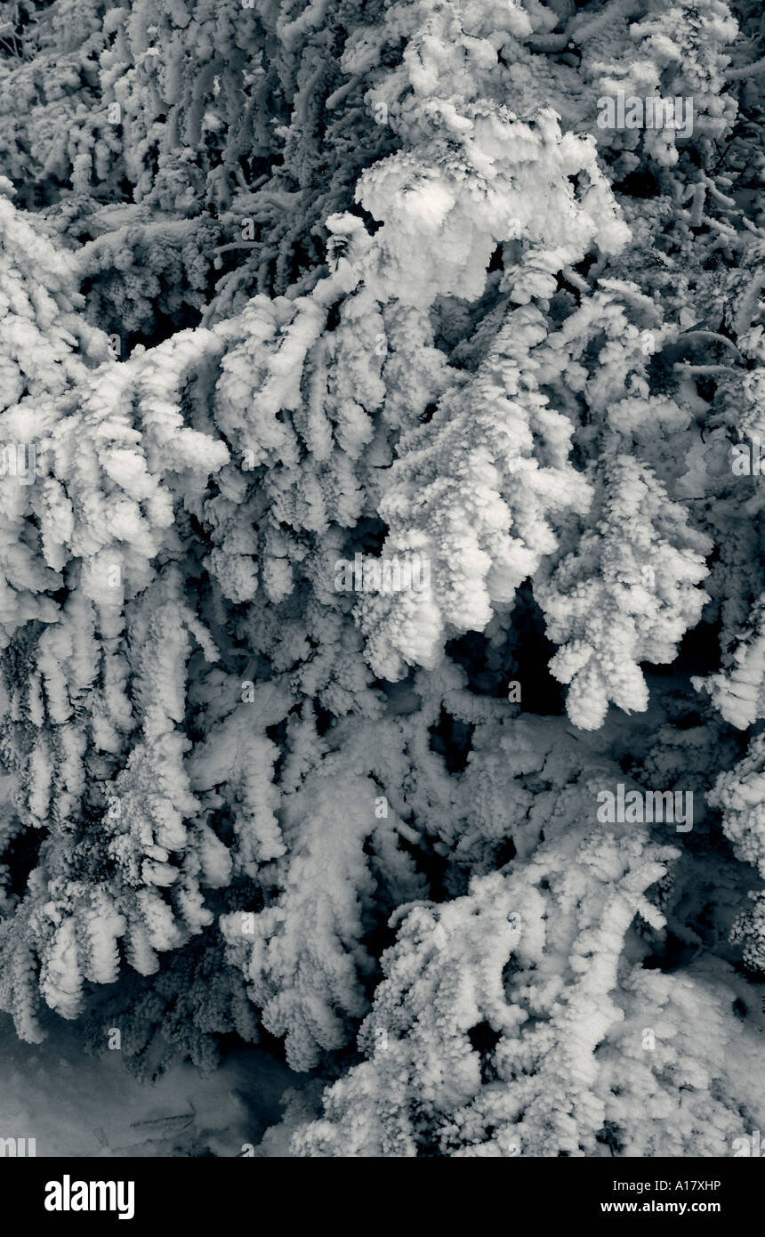 Les arbres couverts de neige fraîche après un blizzard en Gaspésie au Québec Banque D'Images