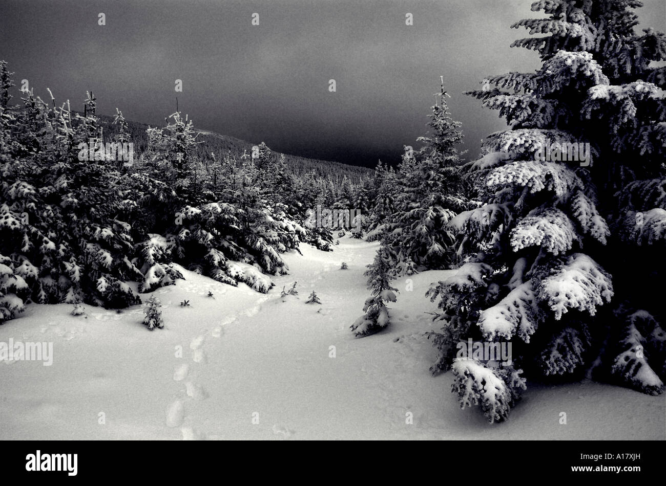Des empreintes de pas à travers la forêt dans la neige après une tempête de neige en Gaspésie au Québec Banque D'Images