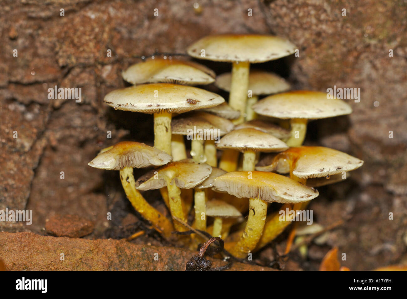 Pilze Champignons Champignons Banque D'Images