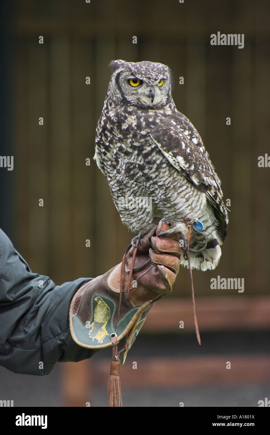 Portrait photo verticale d'une holding falconer un africain spotted eagle owl sur la fauconnerie gant en cuir Banque D'Images