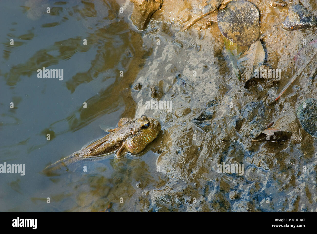 Mudskipper géant Periophthalmodon schlosseri la faune sauvage sauvage de la réserve de SUNGEI BULOH Asie Singapour Banque D'Images