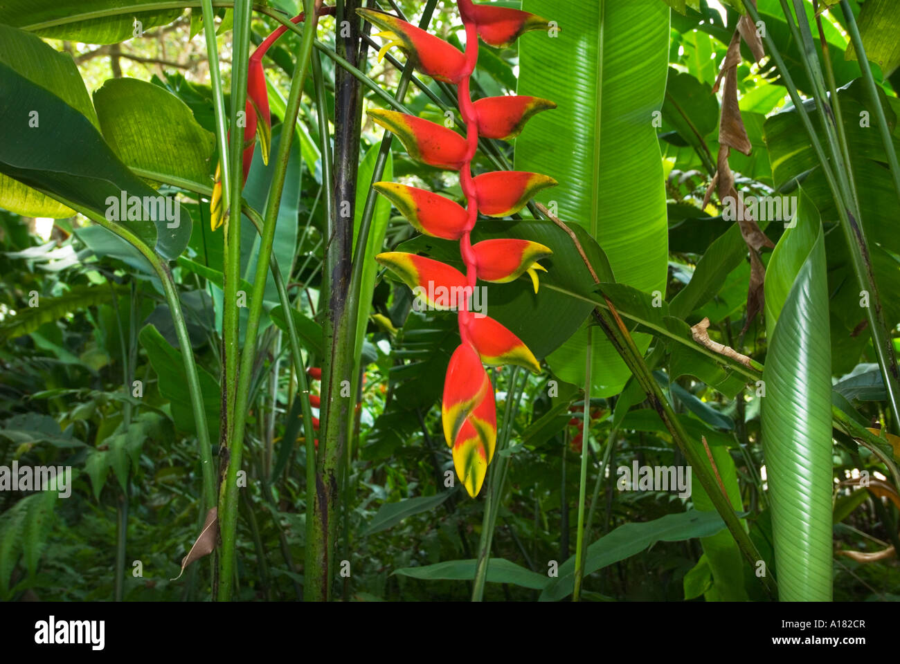 Hanging Heliconia Rostrata plante bananaplant rainforest jungle banane ASIE Banque D'Images