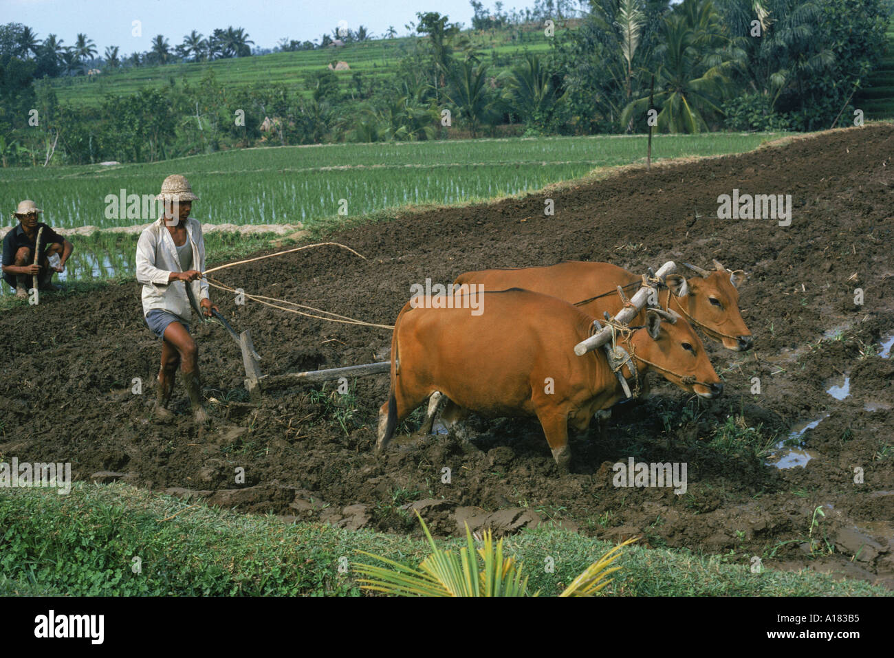 Homme labourant un champ avec deux taureaux en Bali Indonésie Asie S Sassoon Banque D'Images