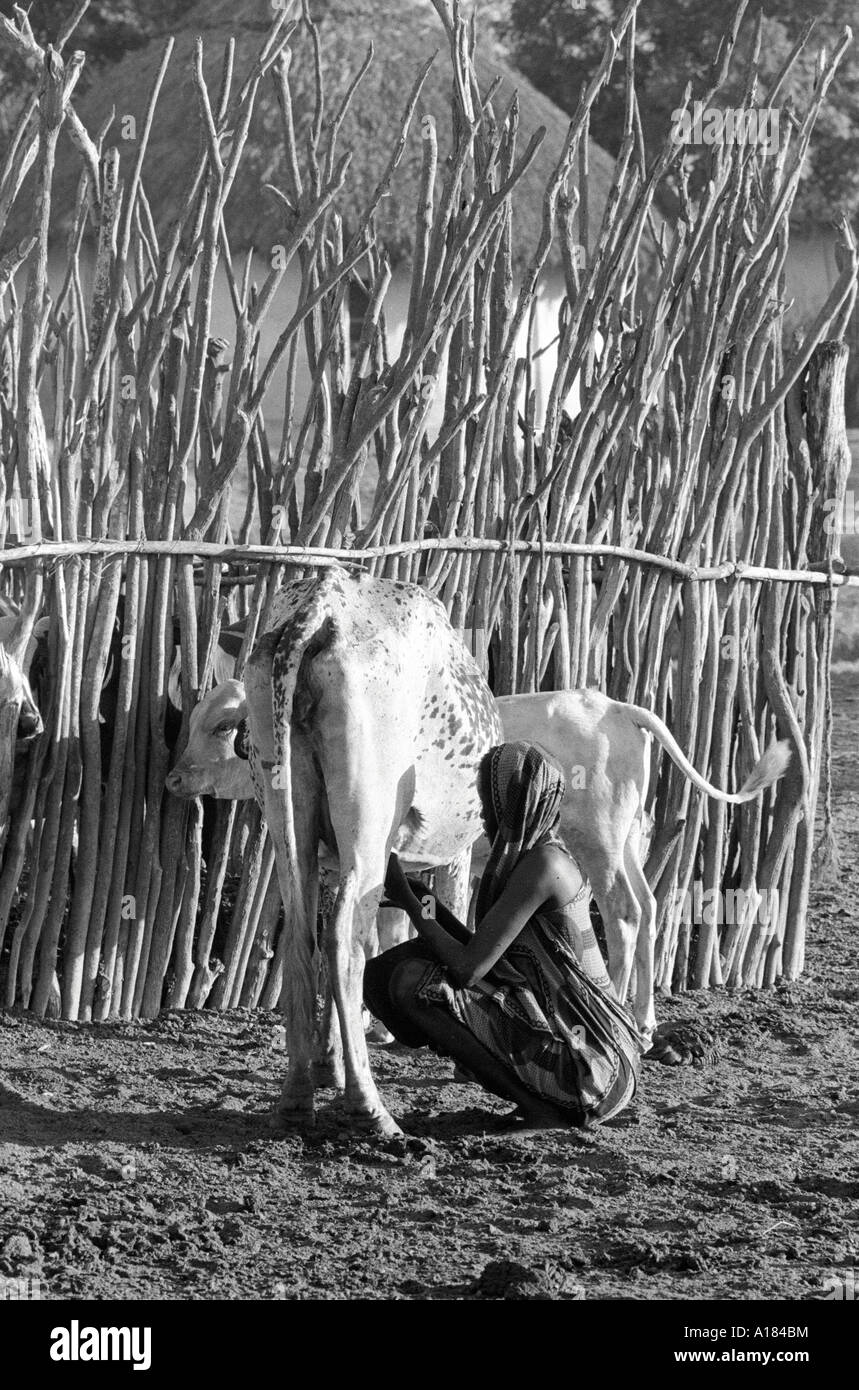 B/W d'une femme orma qui squatte et traite une vache à sa ferme rurale à la lumière du matin.Nr. Wajir, Kenya, Afrique de l'est Banque D'Images