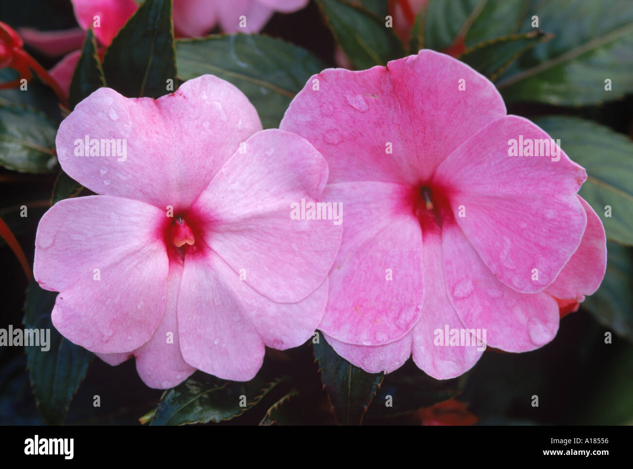 Close up d'Impatiens fleurs Angleterre court M Banque D'Images