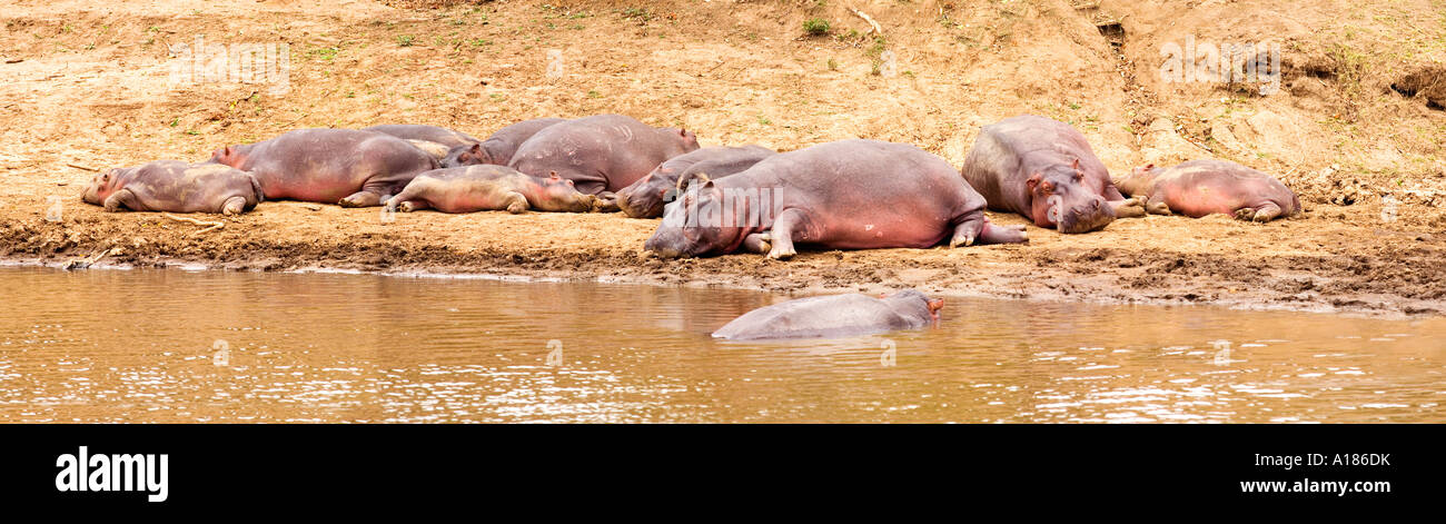 Rivière Mara avec soleil hippopotames dans la réserve de Masai Mara Kenya Afrique de l'Est Banque D'Images