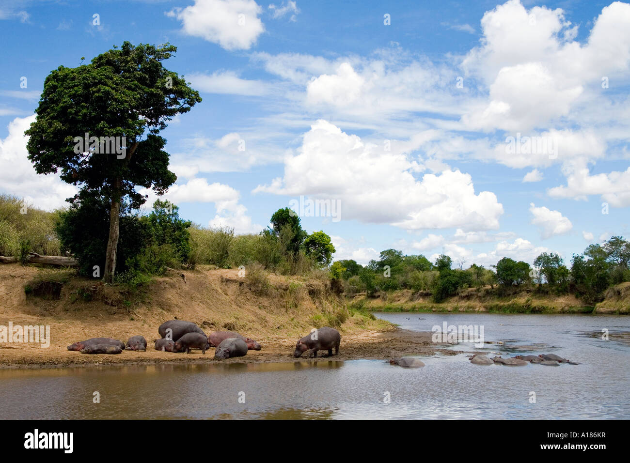 Rivière Mara hippopotames avec ciel bleu et nuages blancs de soleil dans la réserve de Masai Mara Kenya Afrique de l'Est Banque D'Images