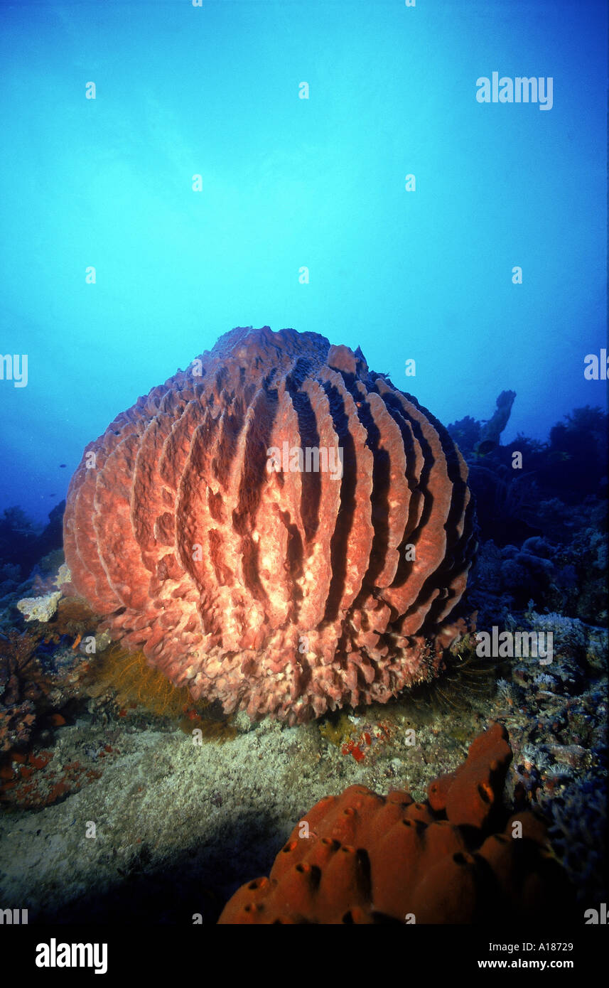 Jessie Beazley Hugh Baril Sponge Reef mer de Sulu, Palawan Philippines F J Jackson Banque D'Images