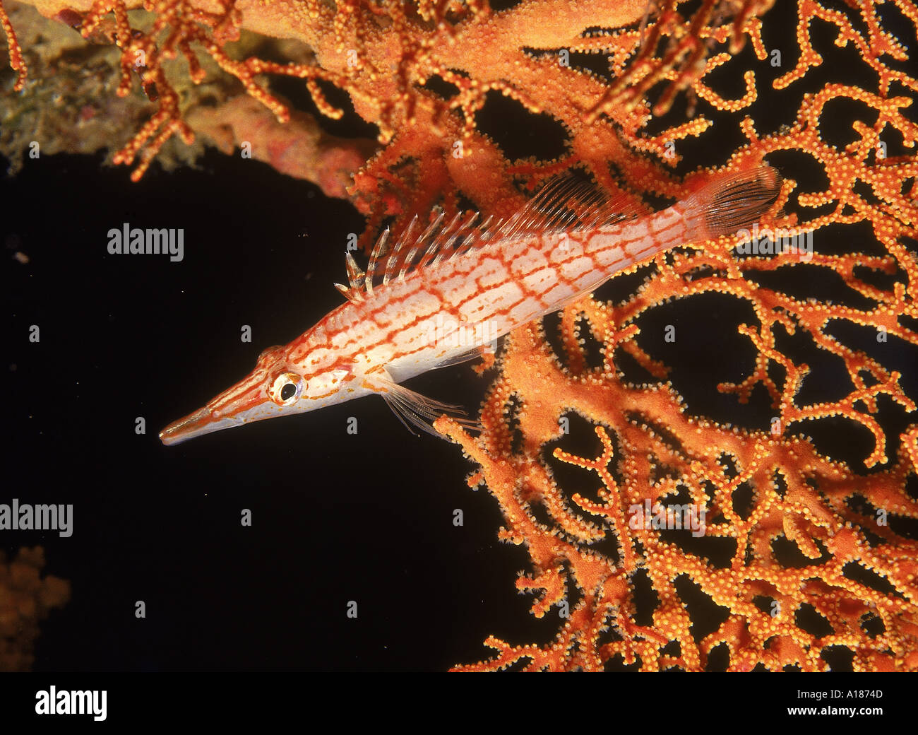 Long Nez Hawkfish gorgones sur l'île de Pulau Sipadan Sea Fan Sabah Bornéo Malaisie F J Jackson Banque D'Images