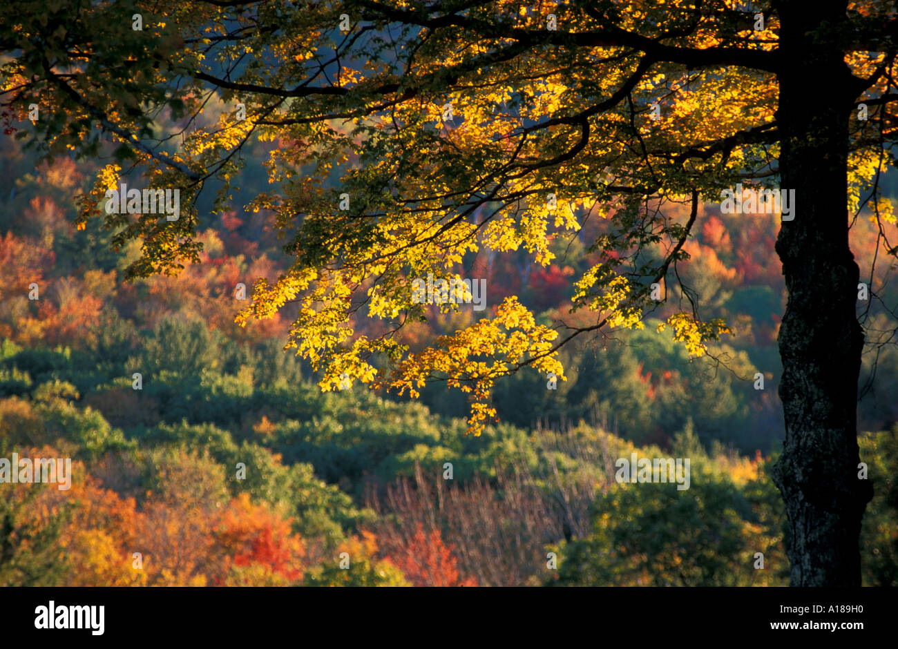Les feuilles jaunes d'un châssis de l'érable à sucre une colline avec des couleurs d'automne dans le vert des montagnes dans le sud de l'Oregon Banque D'Images