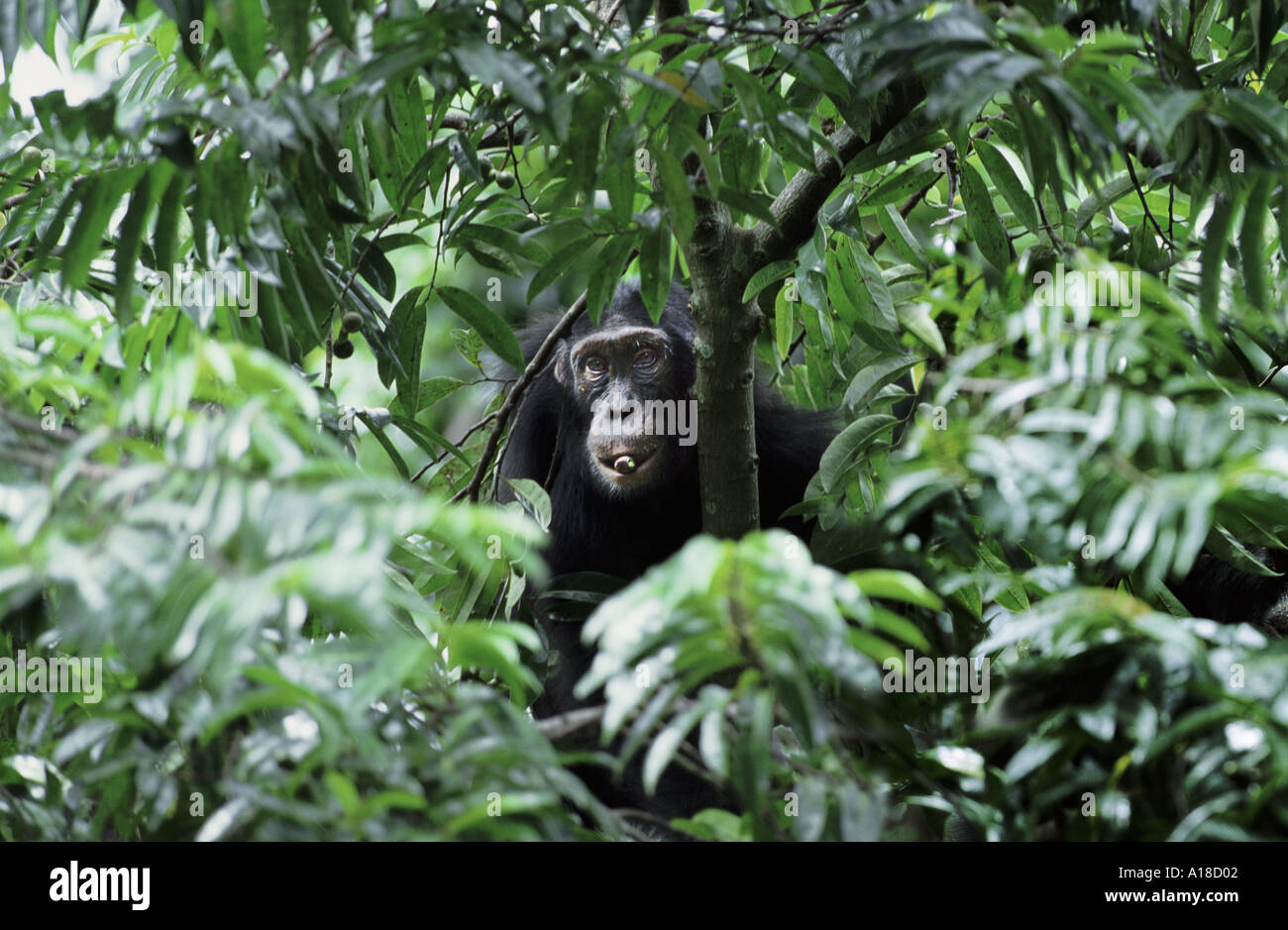 Gorges Chambura de chimpanzés sauvages en Ouganda Banque D'Images