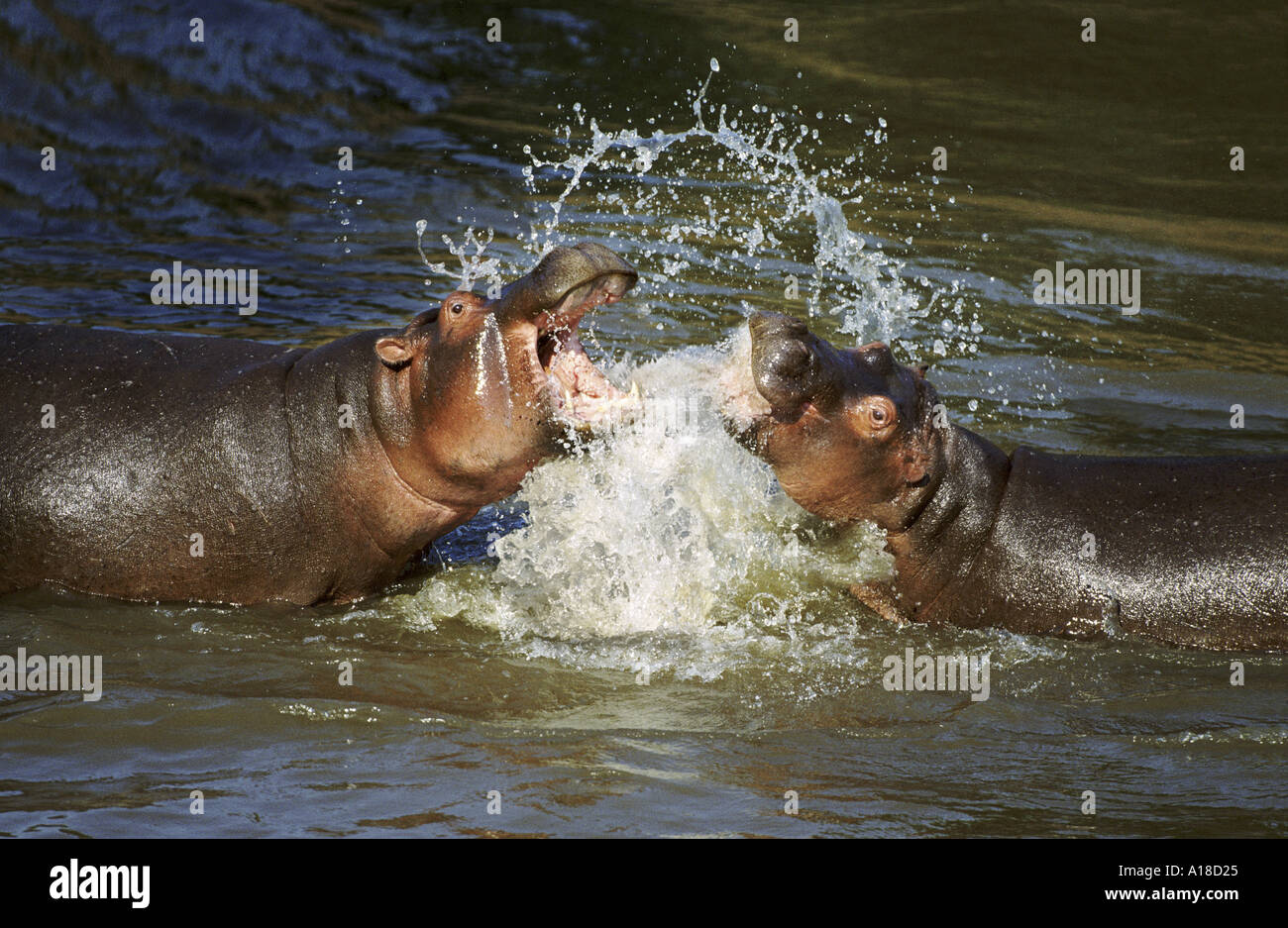 La lutte contre le Masai Mara Kenya hippopotames Banque D'Images