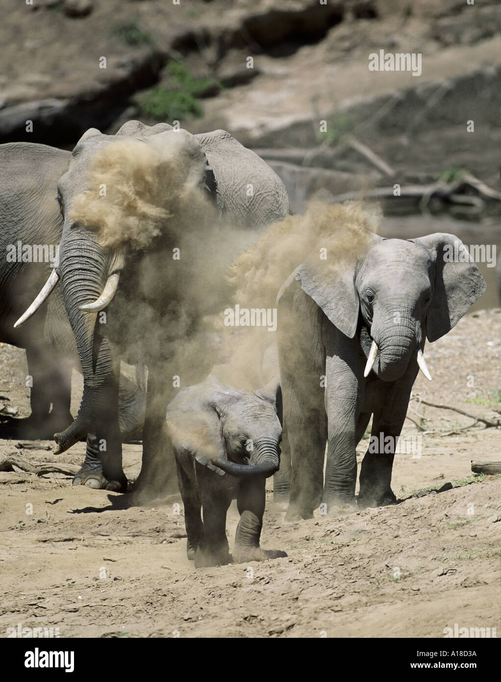 Echelle de la poussière des éléphants au Kenya Masai Mara Banque D'Images