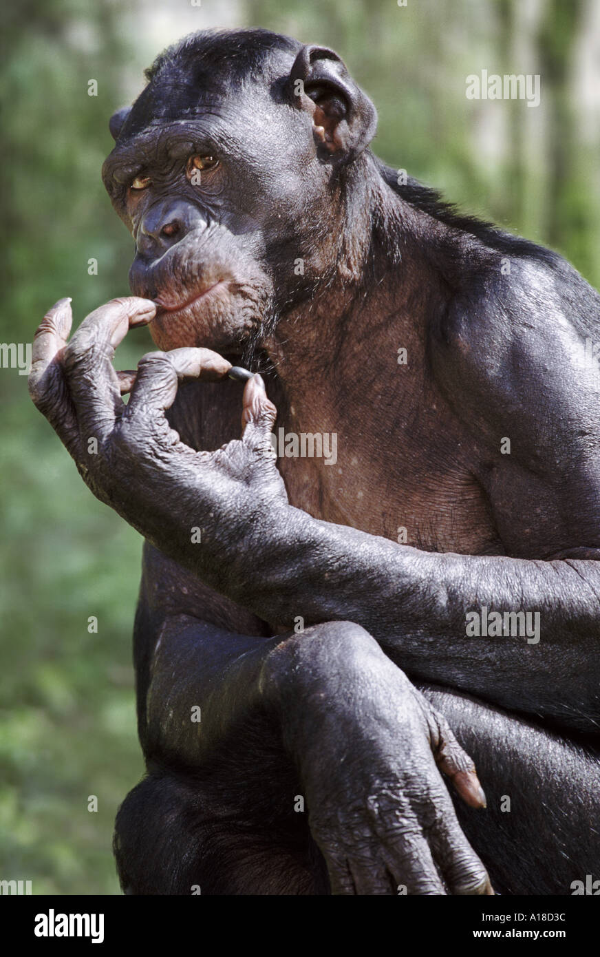 Bonobo chimpanzé Pygmée Banque D'Images