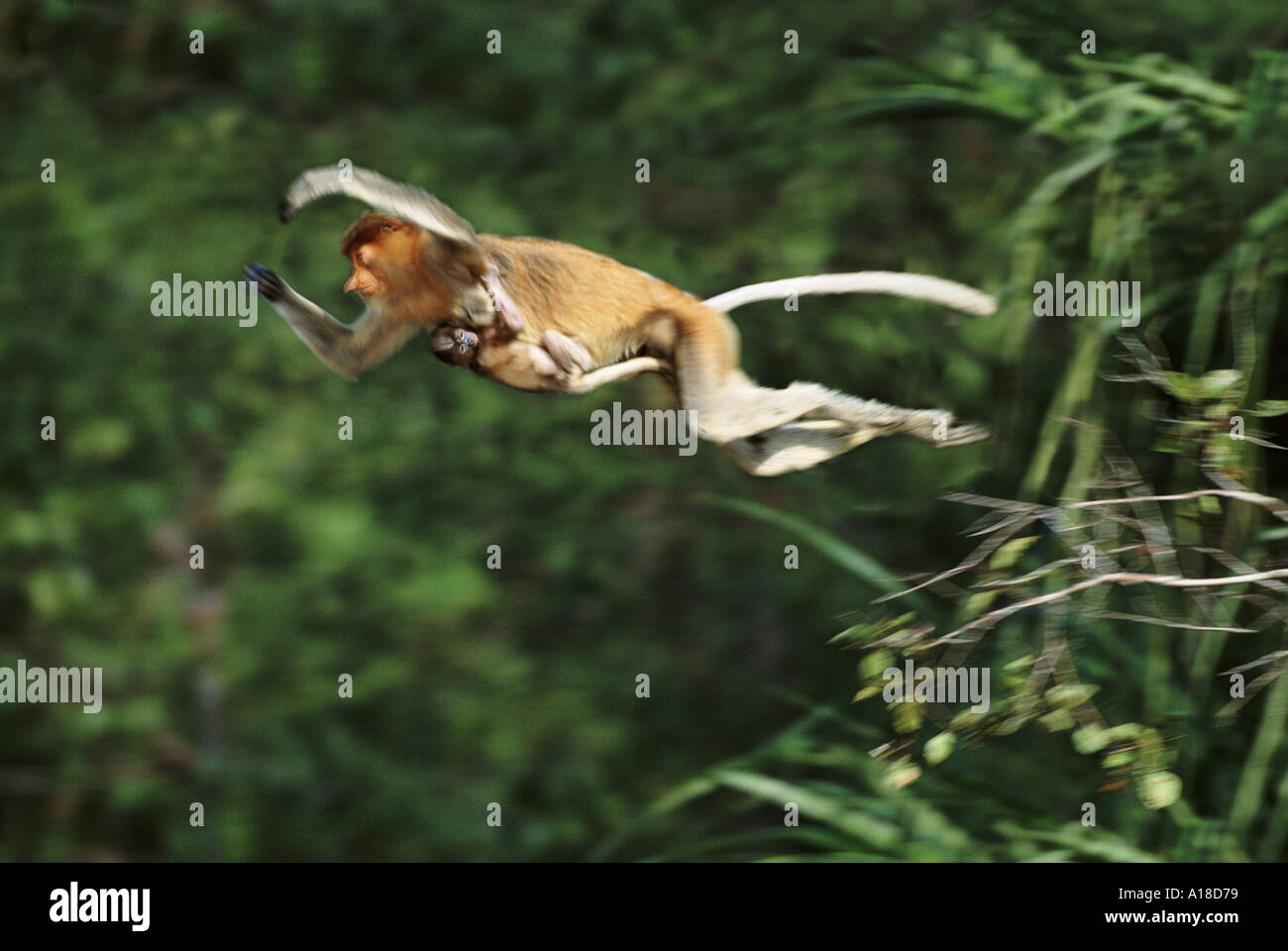 Proboscis Monkey femme sautant avec son bébé Bornéo Banque D'Images
