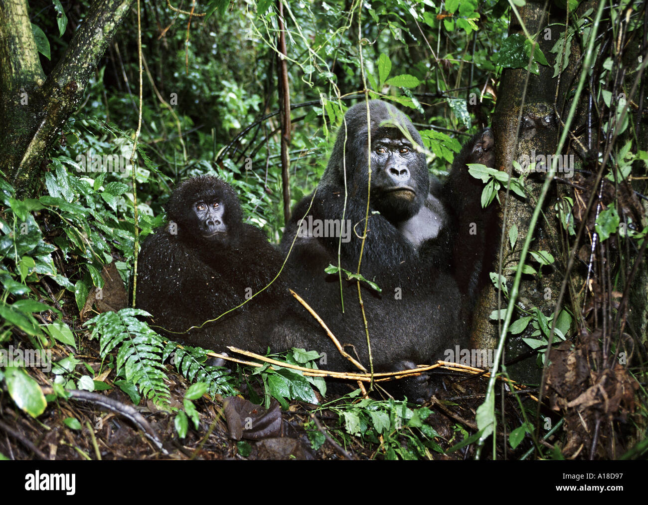 Les gorilles de montagne dans le cratère d'un volcan éteint Parc des Virunga en République démocratique du Congo Banque D'Images
