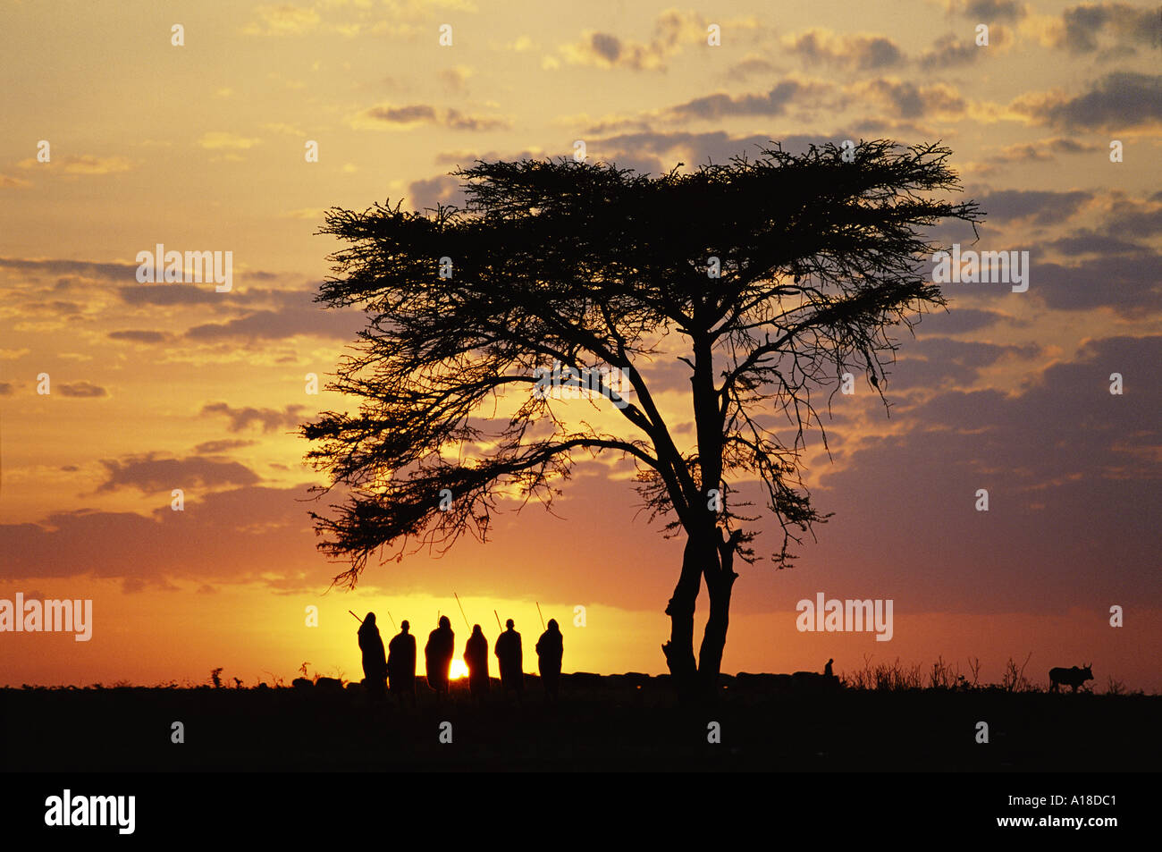 Groupe d'hommes masaï du Kenya, au lever du soleil Banque D'Images