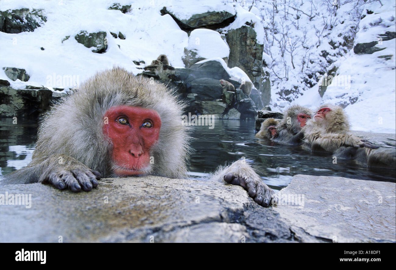 Singes Jigokudani neige National Park Japon Banque D'Images