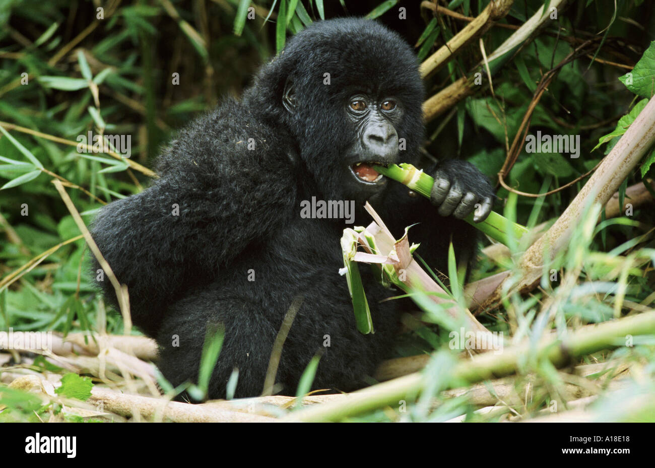 Les gorilles de montagne du Parc des Virunga en bambou République démocratique du Congo Banque D'Images