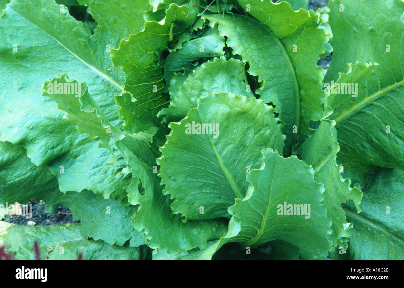 La laitue iceberg, laitue (Lactuca sativa glace convar. incocta, Lactuca var. capitata). Banque D'Images